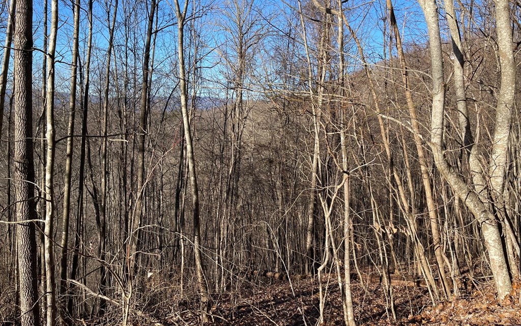 Lot 63 Dan Knob Property Photo 17