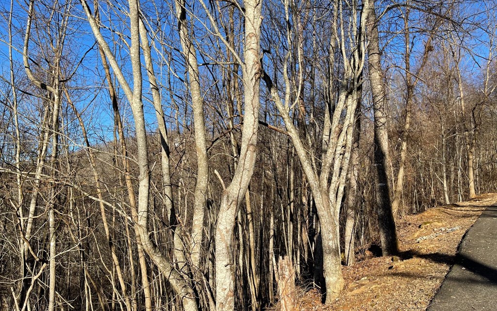 Lot 63 Dan Knob Property Photo 18
