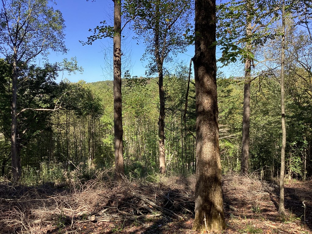 Lot 2 Buckhead Hills Property Photo 7
