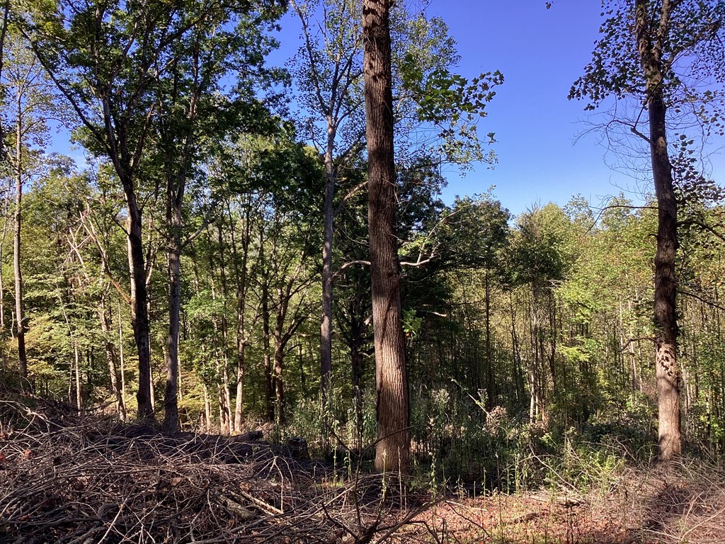Lot 2 Buckhead Hills Property Photo 8