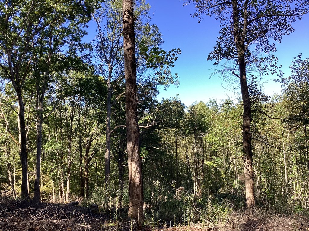 Lot 2 Buckhead Hills Property Photo 9