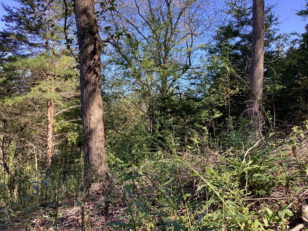Lot 2 Buckhead Hills Property Photo 23