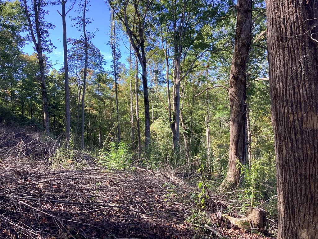 Lot 2 Buckhead Hills Property Photo 25