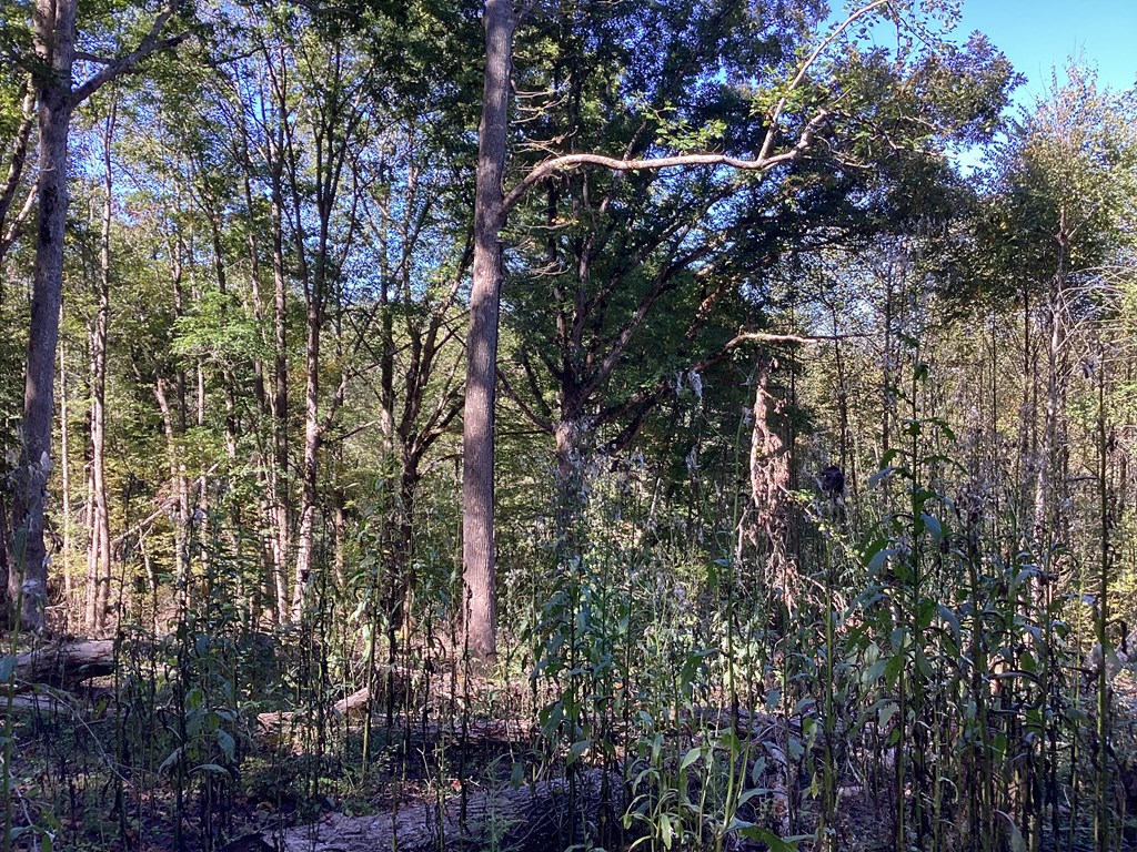 Lot 2 Buckhead Hills Property Photo 38