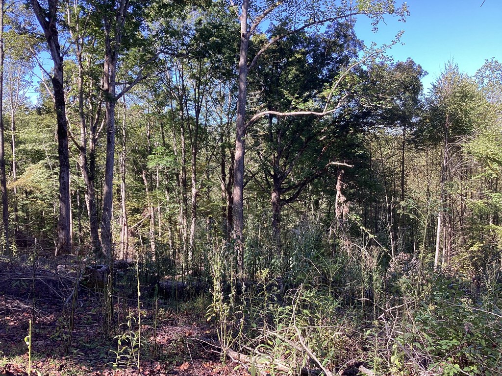 Lot 2 Buckhead Hills Property Photo 39
