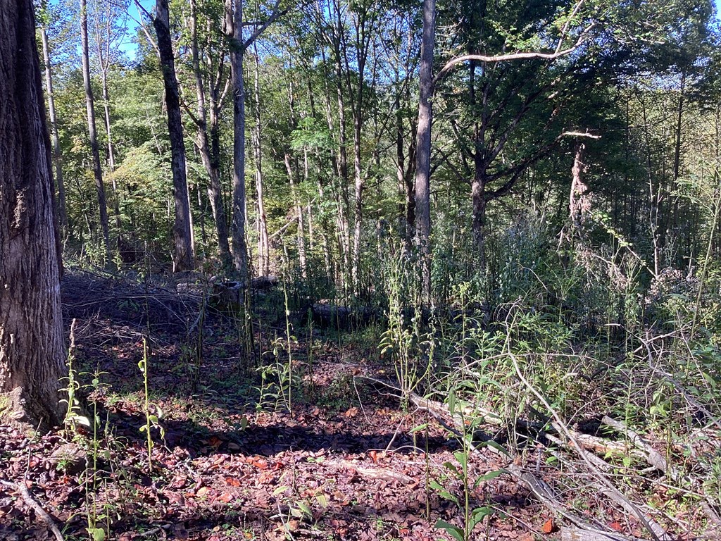 Lot 2 Buckhead Hills Property Photo 41