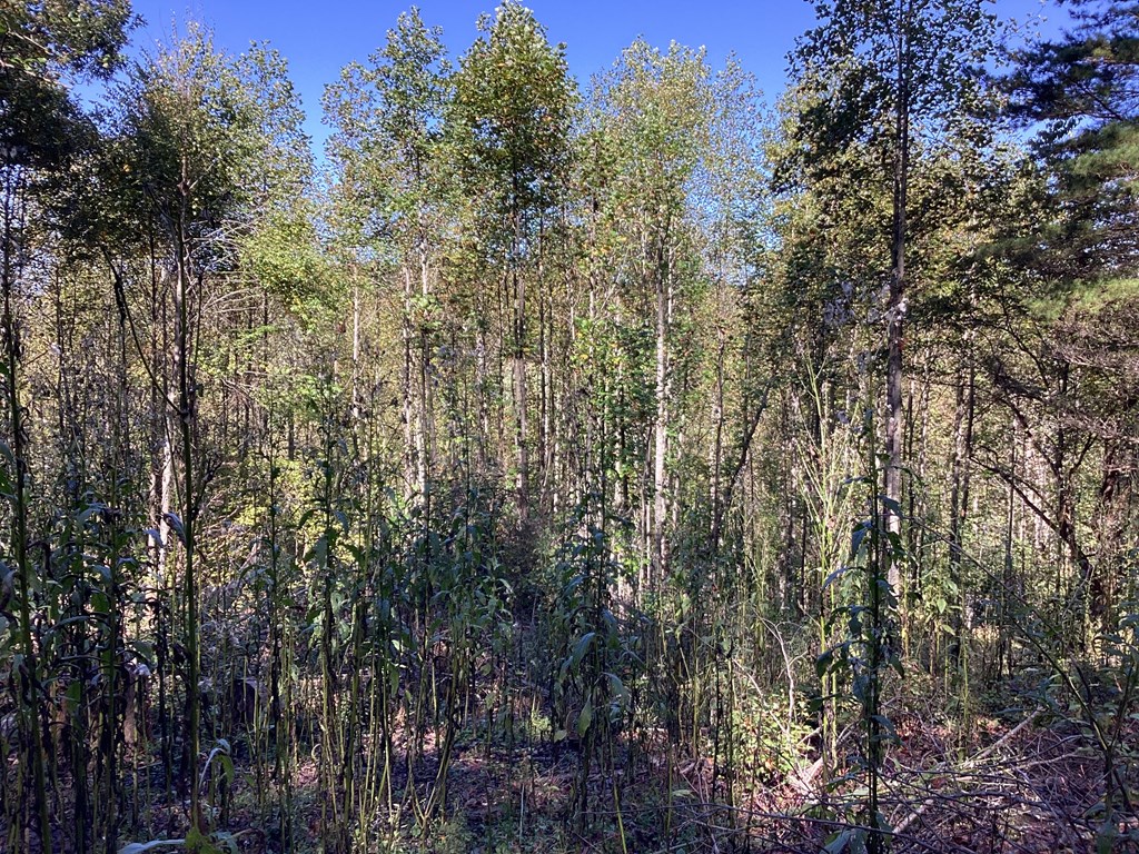 Lot 2 Buckhead Hills Property Photo 42