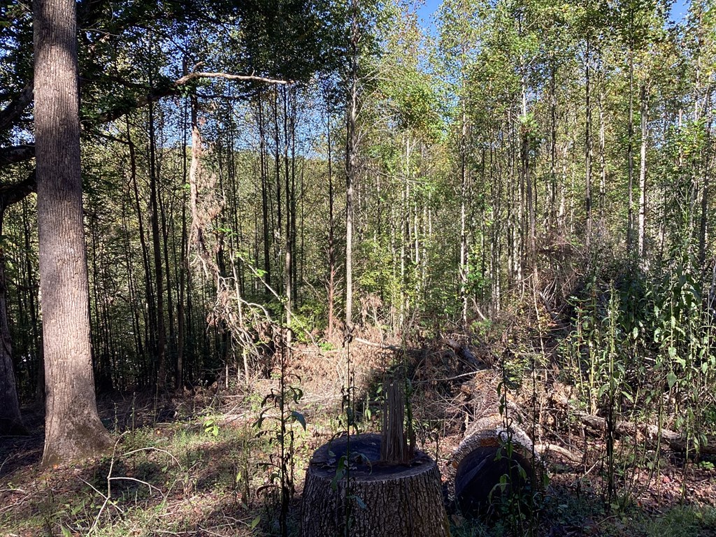 Lot 2 Buckhead Hills Property Photo 43