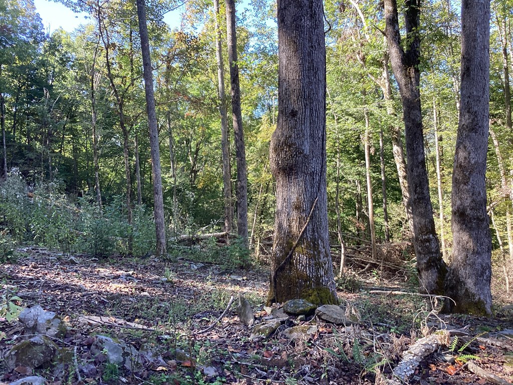 Lot 2 Buckhead Hills Property Photo 44