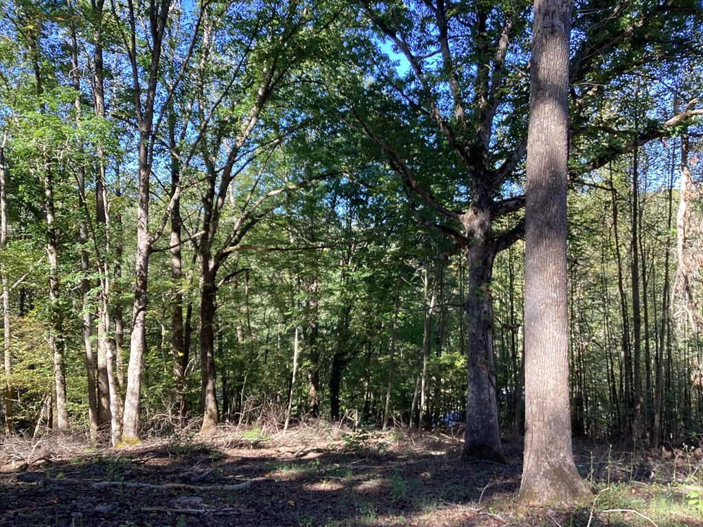 Lot 2 Buckhead Hills Property Photo 45