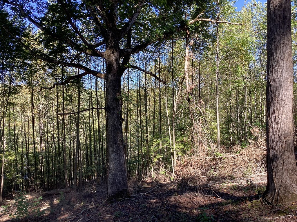 Lot 2 Buckhead Hills Property Photo 49