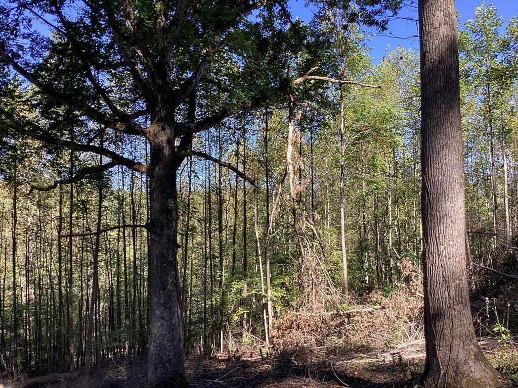 Lot 2 Buckhead Hills Property Photo 50