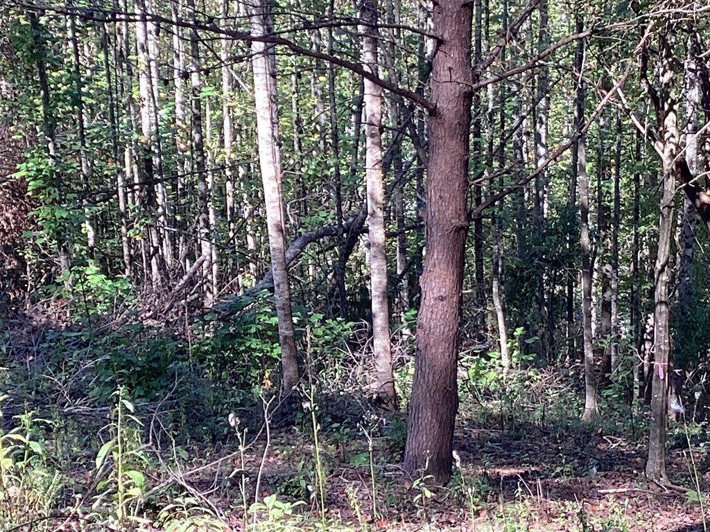Lot 2 Buckhead Hills Property Photo 55