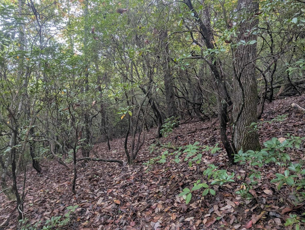 5.47 Ac Sierra Run Property Photo 5