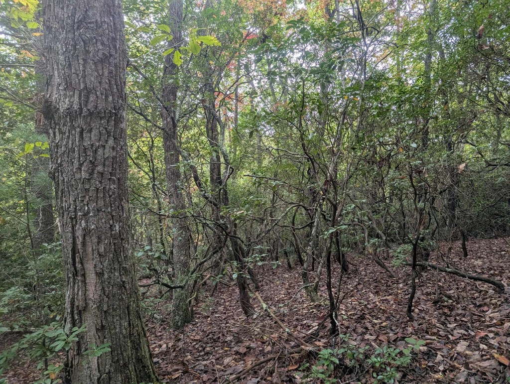 5.47 Ac Sierra Run Property Photo 6