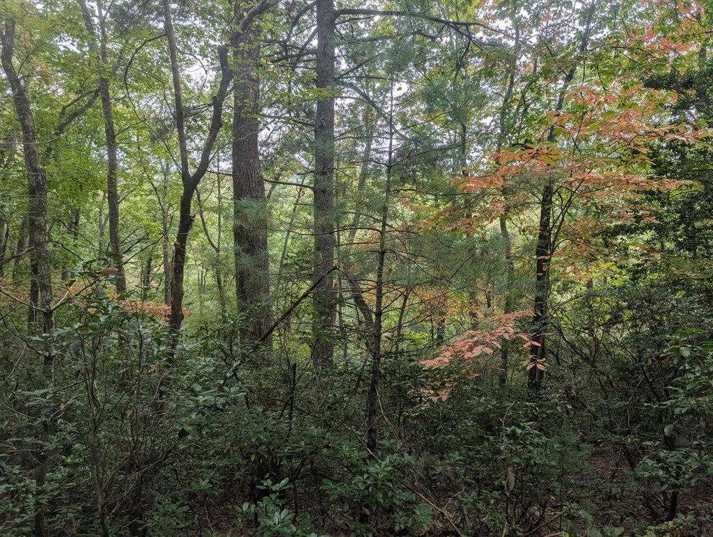 5.47 Ac Sierra Run Property Photo 8