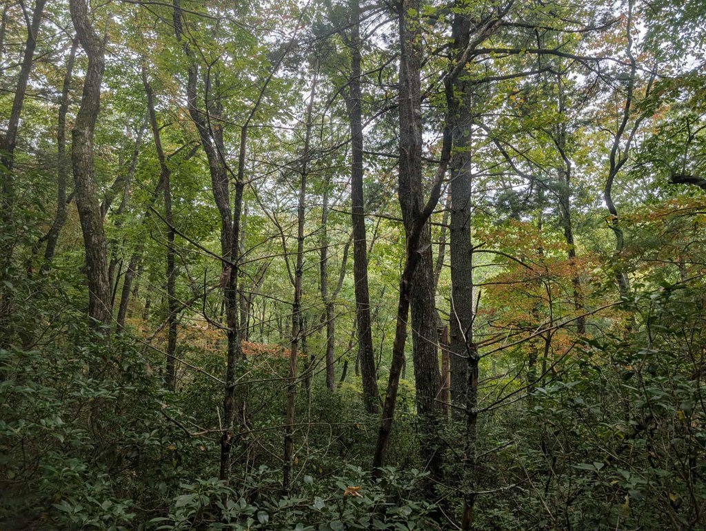 5.47 Ac Sierra Run Property Photo 9