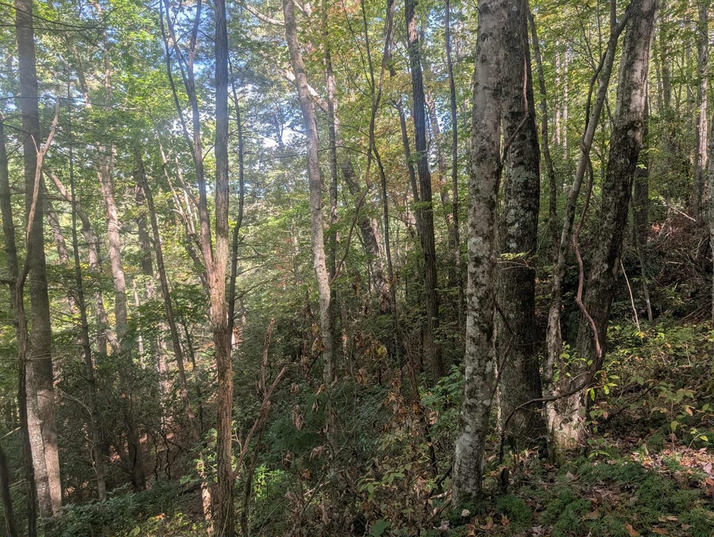 5.47 Ac Sierra Run Property Photo 13