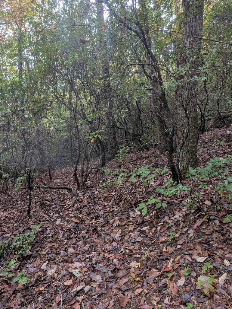 5.47 Ac Sierra Run Property Photo 18