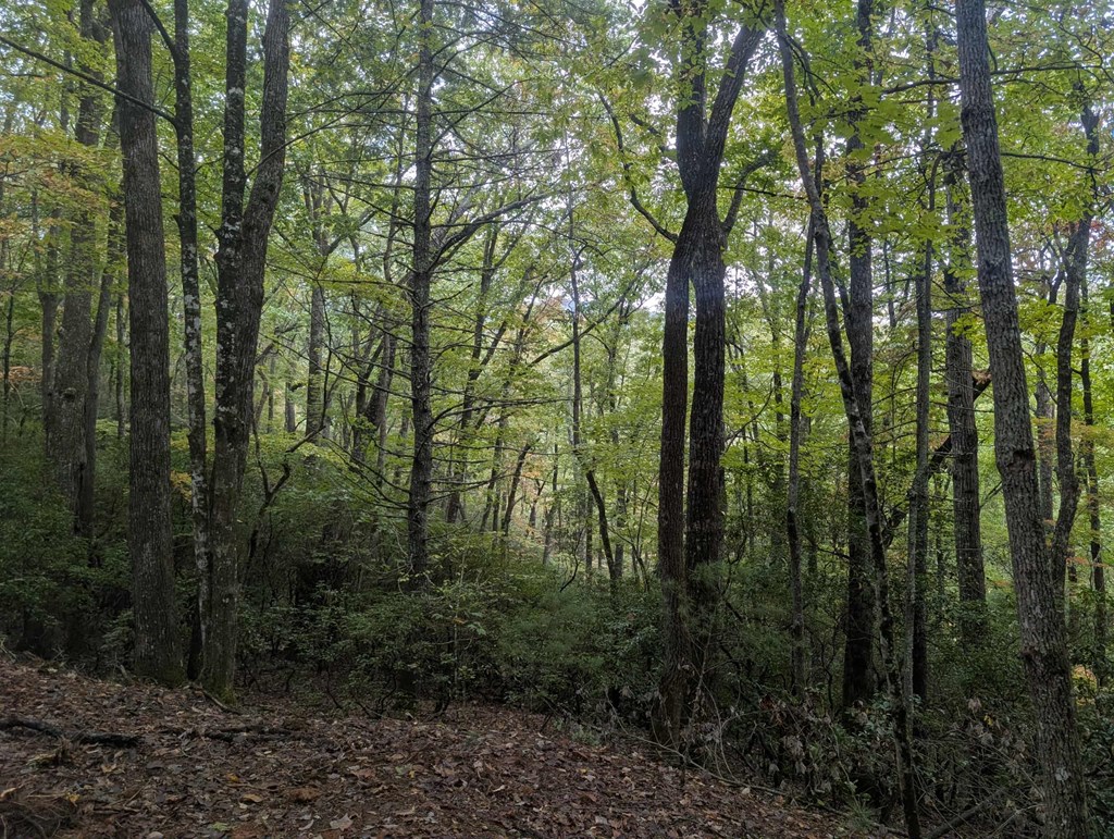5.47 Ac Sierra Run Property Photo 21