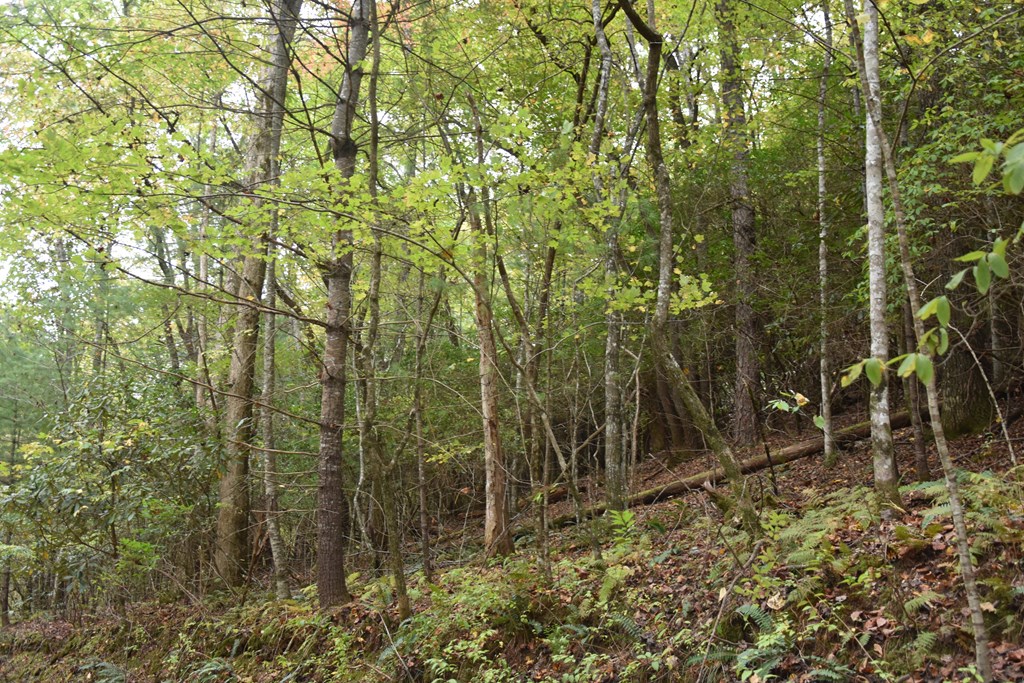361 River Cove Property Photo 11