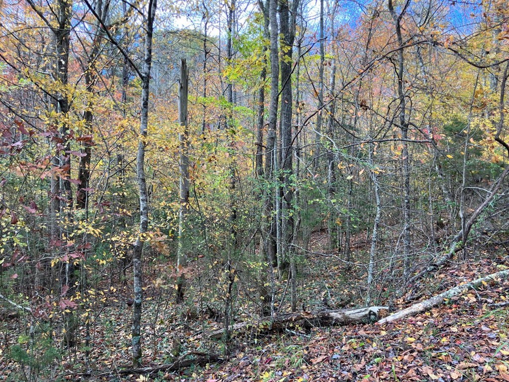 39 Acres Hedden Stiles Road Property Photo 3