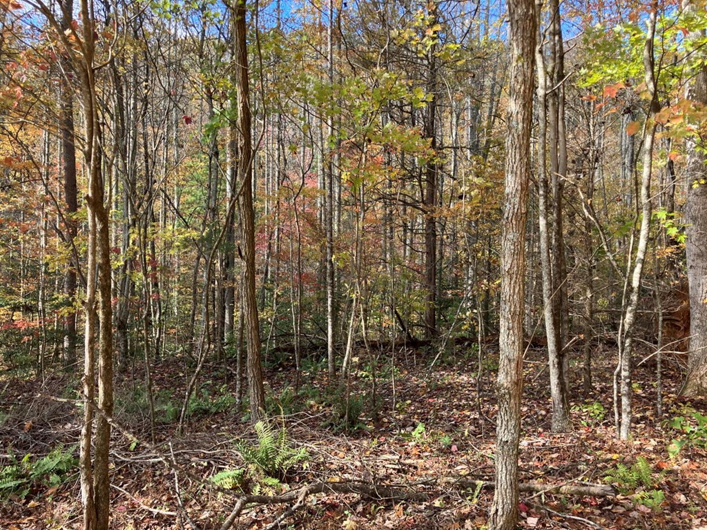 39 Acres Hedden Stiles Road Property Photo 10
