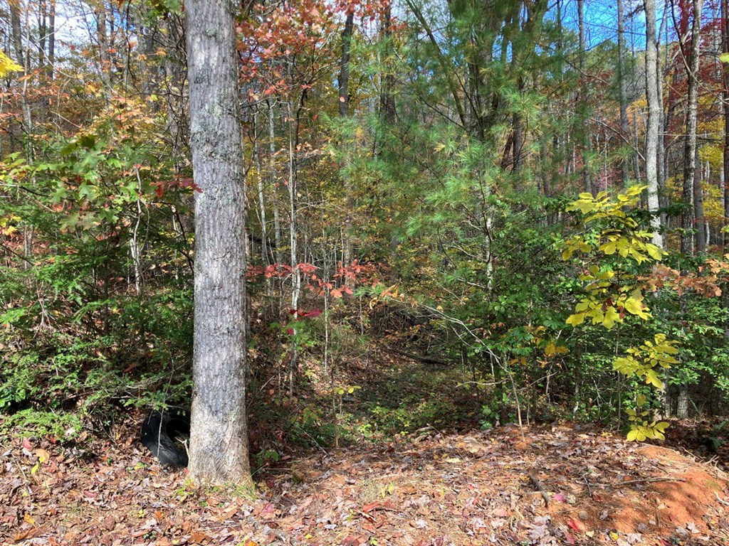 39 Acres Hedden Stiles Road Property Photo 12