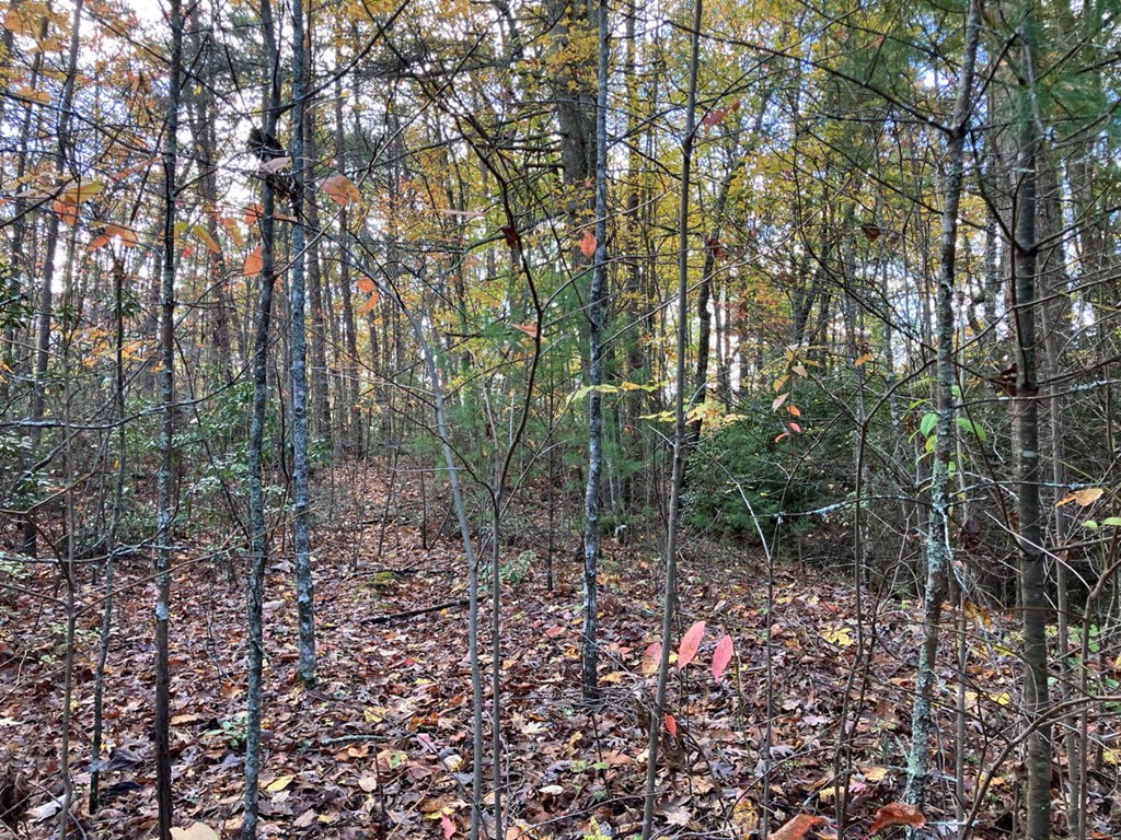 39 Acres Hedden Stiles Road Property Photo 20