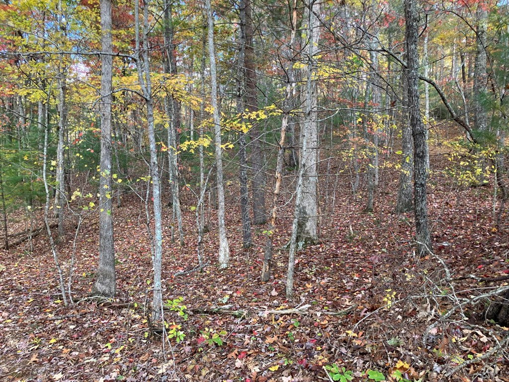 39 Acres Hedden Stiles Road Property Photo 23
