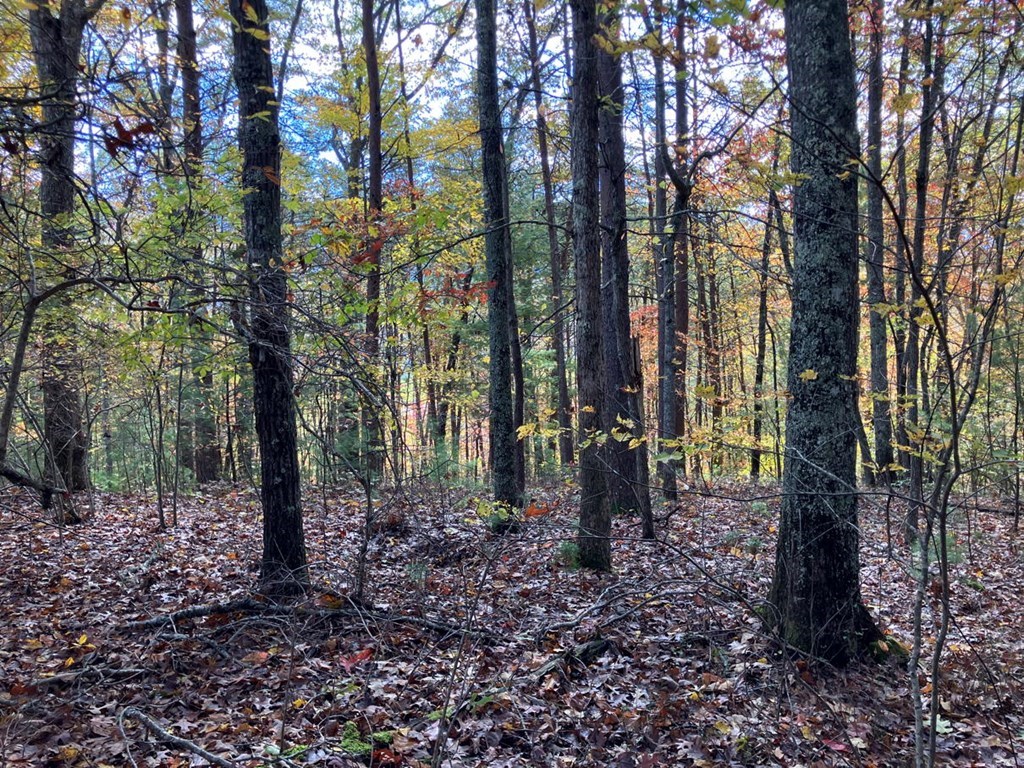 39 Acres Hedden Stiles Road Property Photo 25