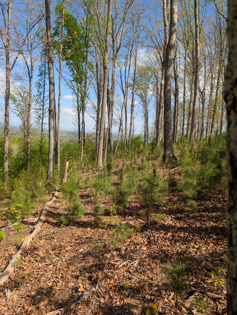 Lot 91 Winding Ridge Property Photo 11