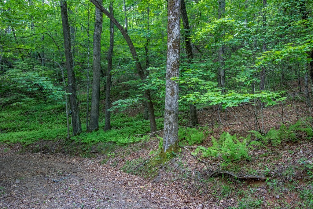 00 Laurel Mountain Road Property Photo 2