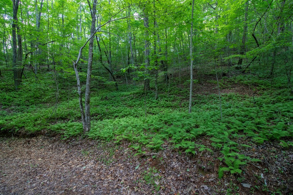 00 Laurel Mountain Road Property Photo 3