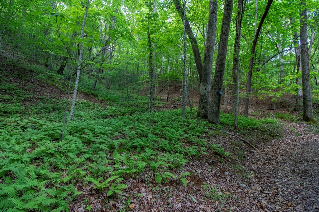 00 Laurel Mountain Road Property Photo 4