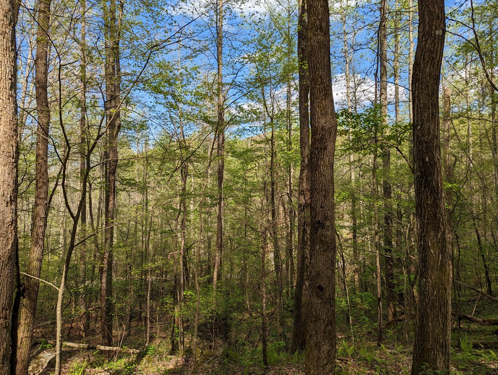00 Buck Creek Trail Property Photo 7