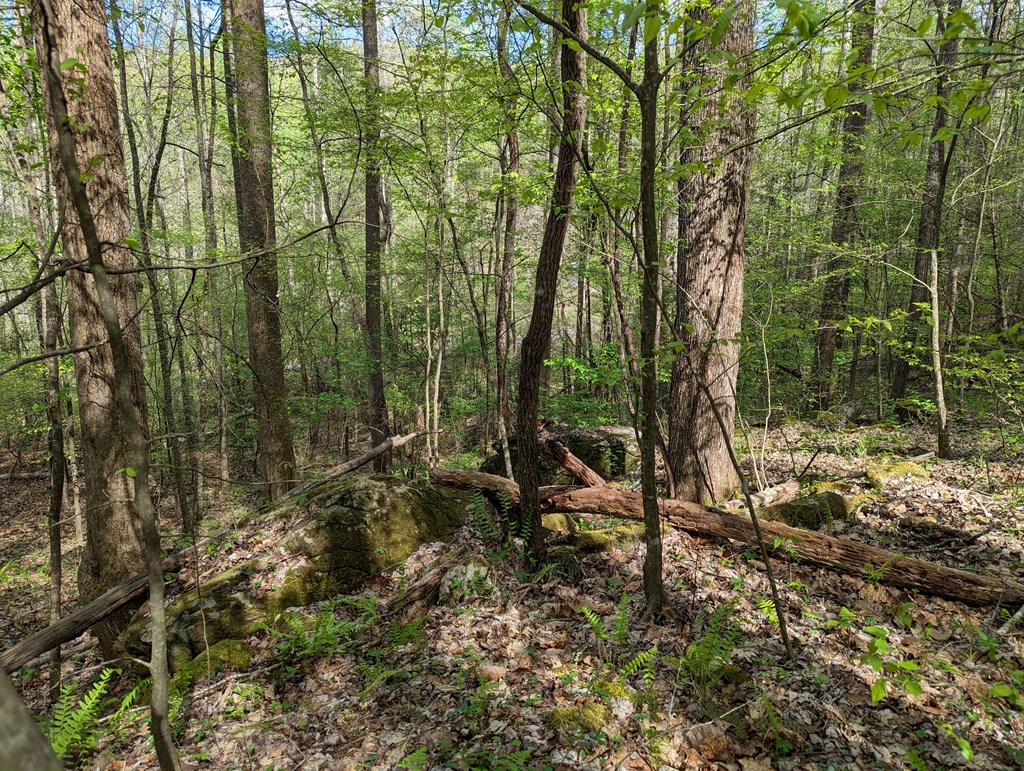 00 Buck Creek Trail Property Photo 8