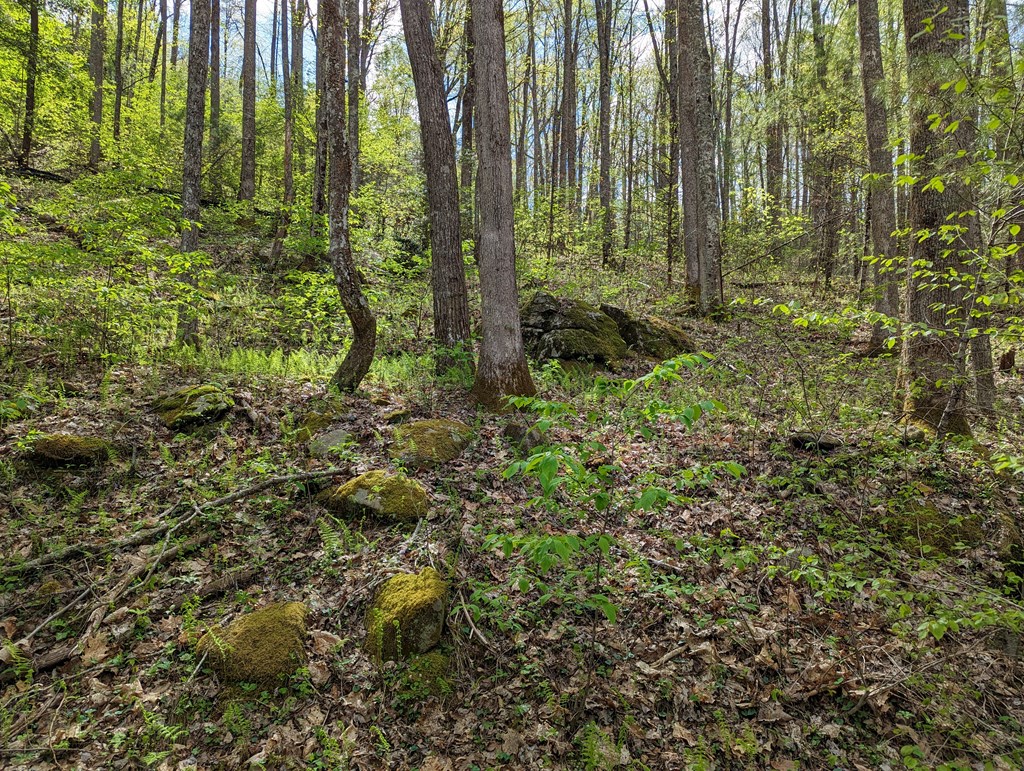 00 Buck Creek Trail Property Photo 9