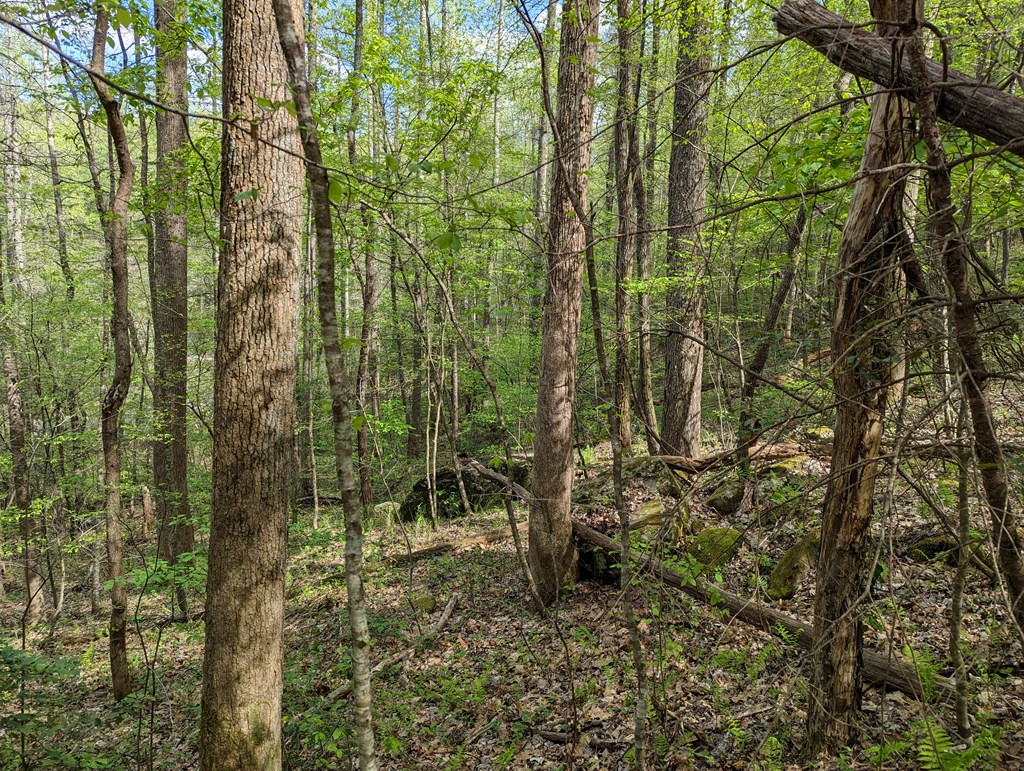 00 Buck Creek Trail Property Photo 10