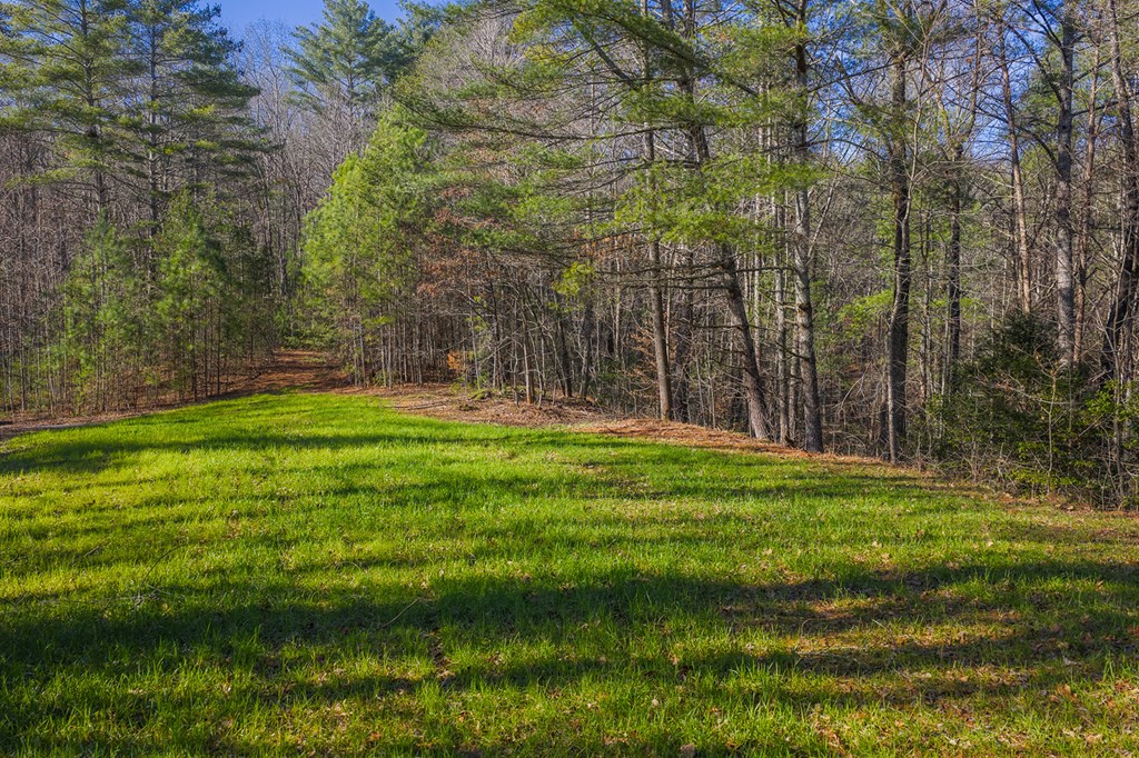 36.8 Ac Pleasant Oak Trail Property Photo 11