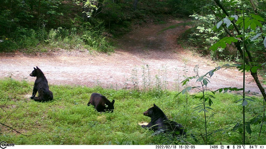 36.8 Ac Pleasant Oak Trail Property Photo 14