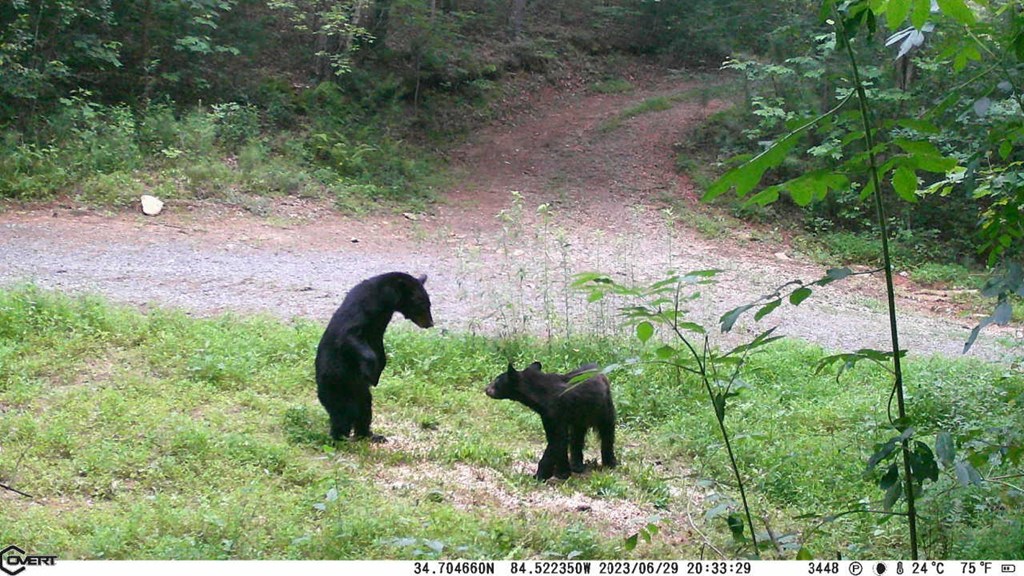 36.8 Ac Pleasant Oak Trail Property Photo 15