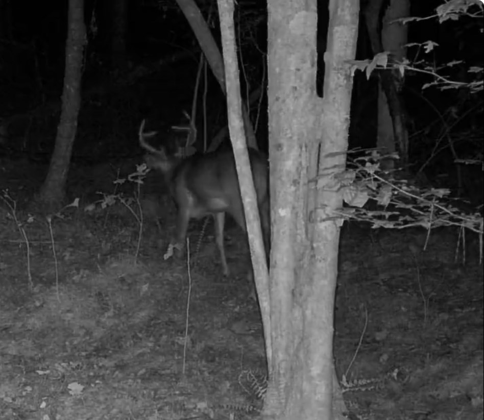 36.8 Ac Pleasant Oak Trail Property Photo 20