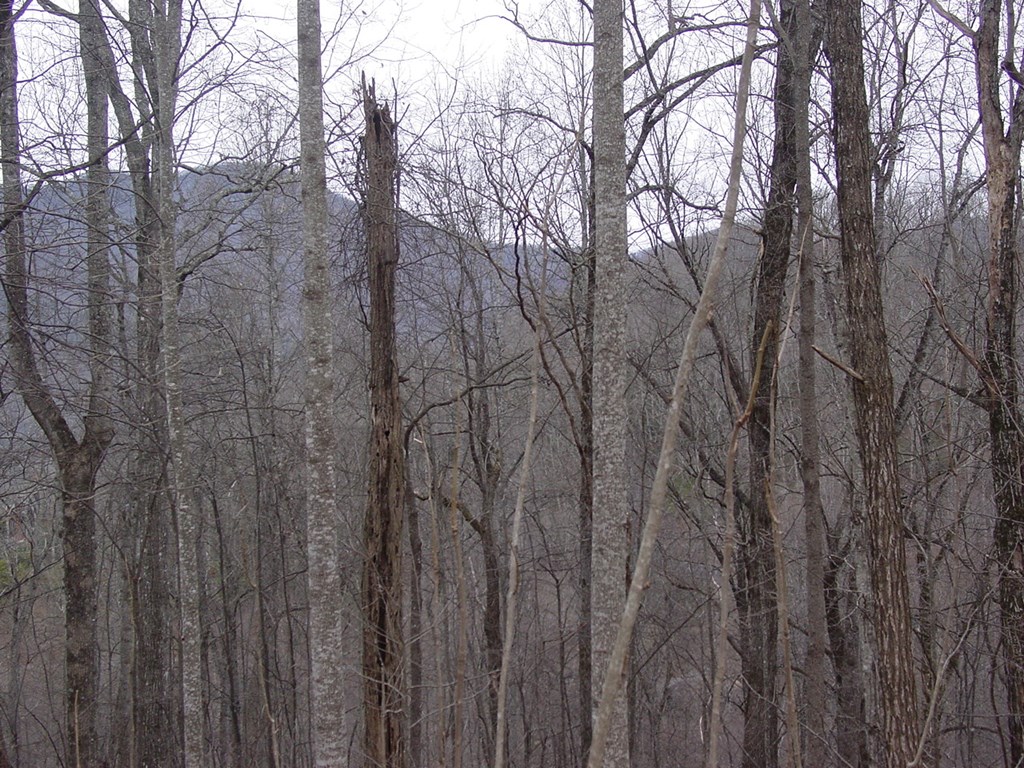 #16 Roaring Ridge Property Photo 2