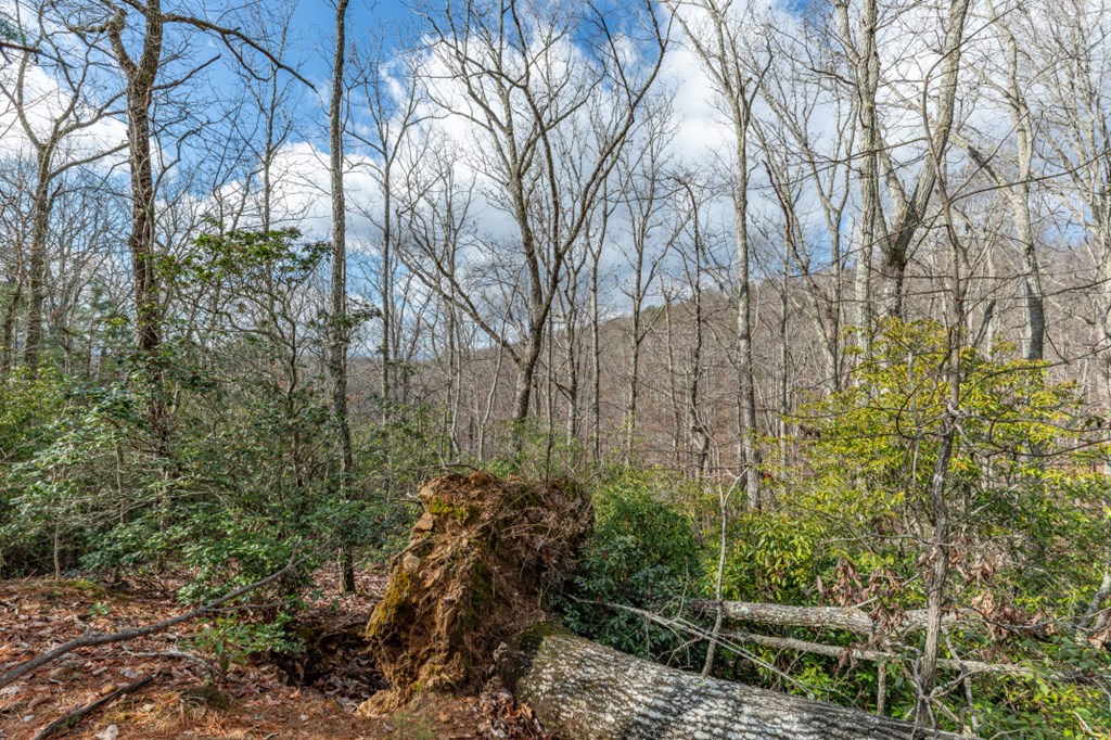 Lot 7 Squirrel Hunting Road Property Photo 26