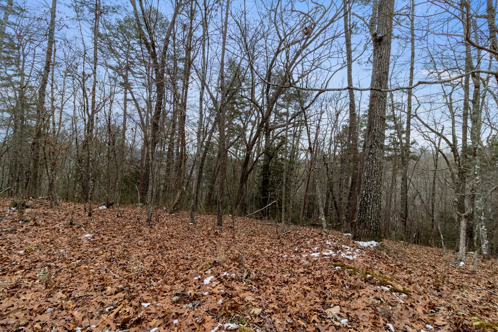 Tr4 Curtis Ridge Road Property Photo 6