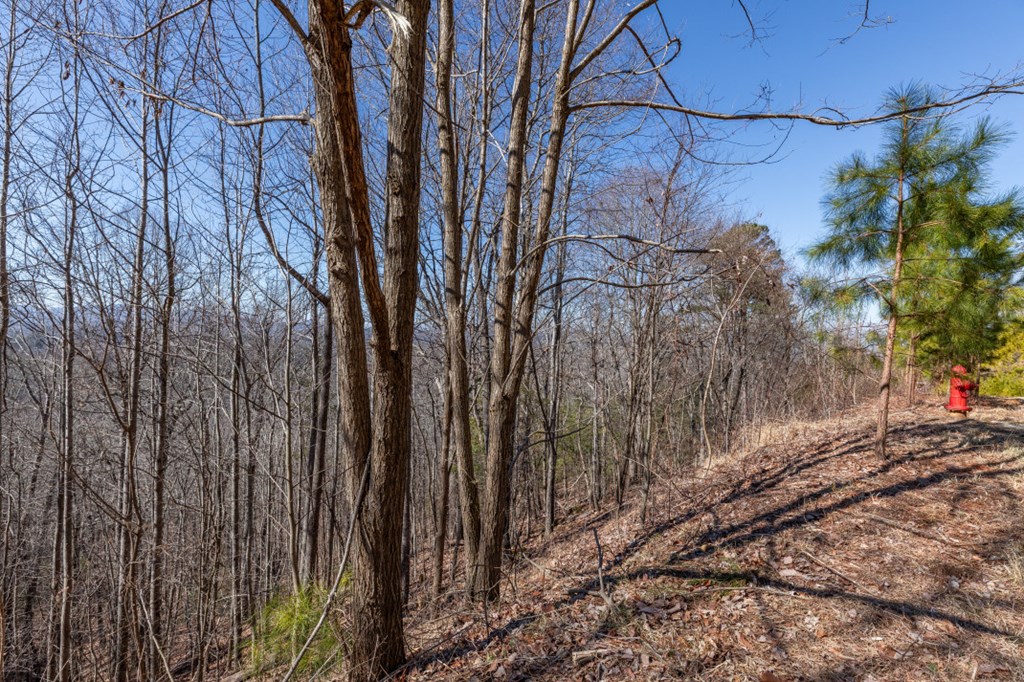 Lot 370 Thirteen Hundred Property Photo 18