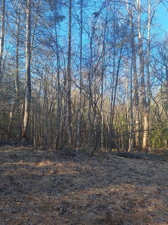 Lots Mill Creek Acres Property Photo 2