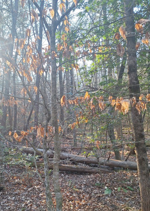 Lots Mill Creek Acres Property Photo 3
