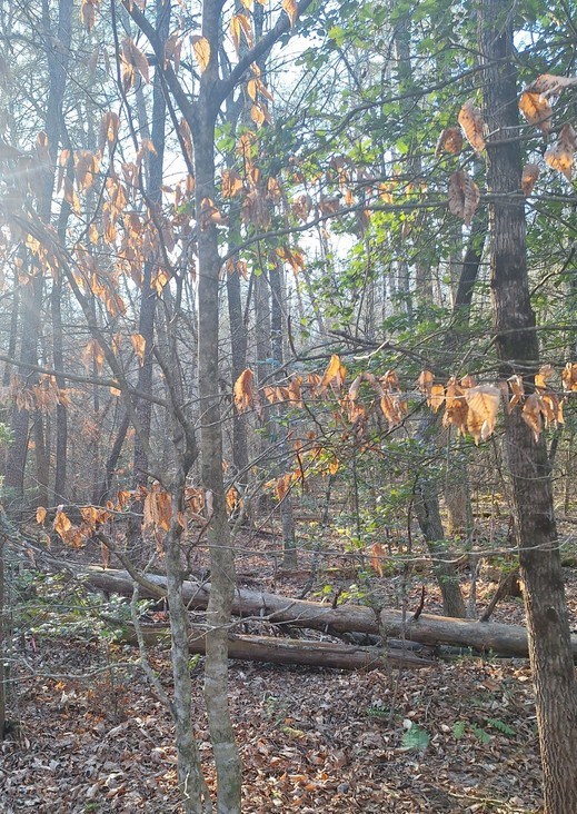 Lots Mill Creek Acres Property Photo 6